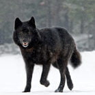Black Wolf Special Project