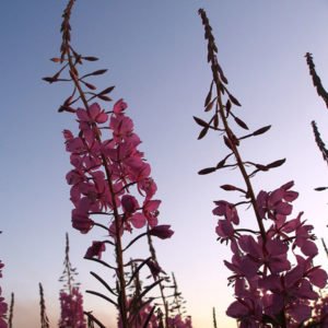 Douglas-Dornan Foundation Fund