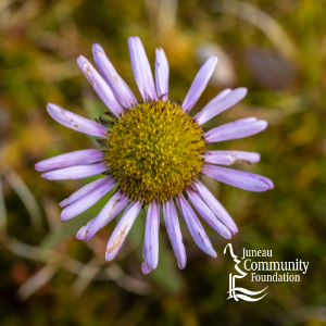 Juneau Community Foundation Sustainability Endowment
