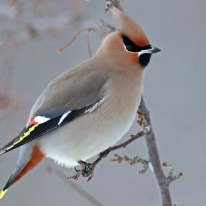 Bohemian Waxwing Fund