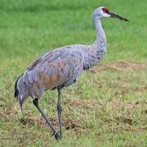 Sandhill Crane Environment Fund