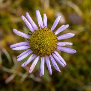 Jan Rutherdale Memorial Fund