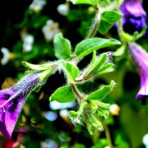 Irene & Anne Shima Memorial Fund