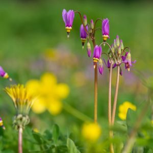 Marsha K. Buck Charitable Fund