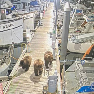 Friends of the Sitka Sentinel