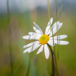 The Juneau Community Foundation Announces 2025 Douglas-Dornan Foundation Fund Grant Recipients